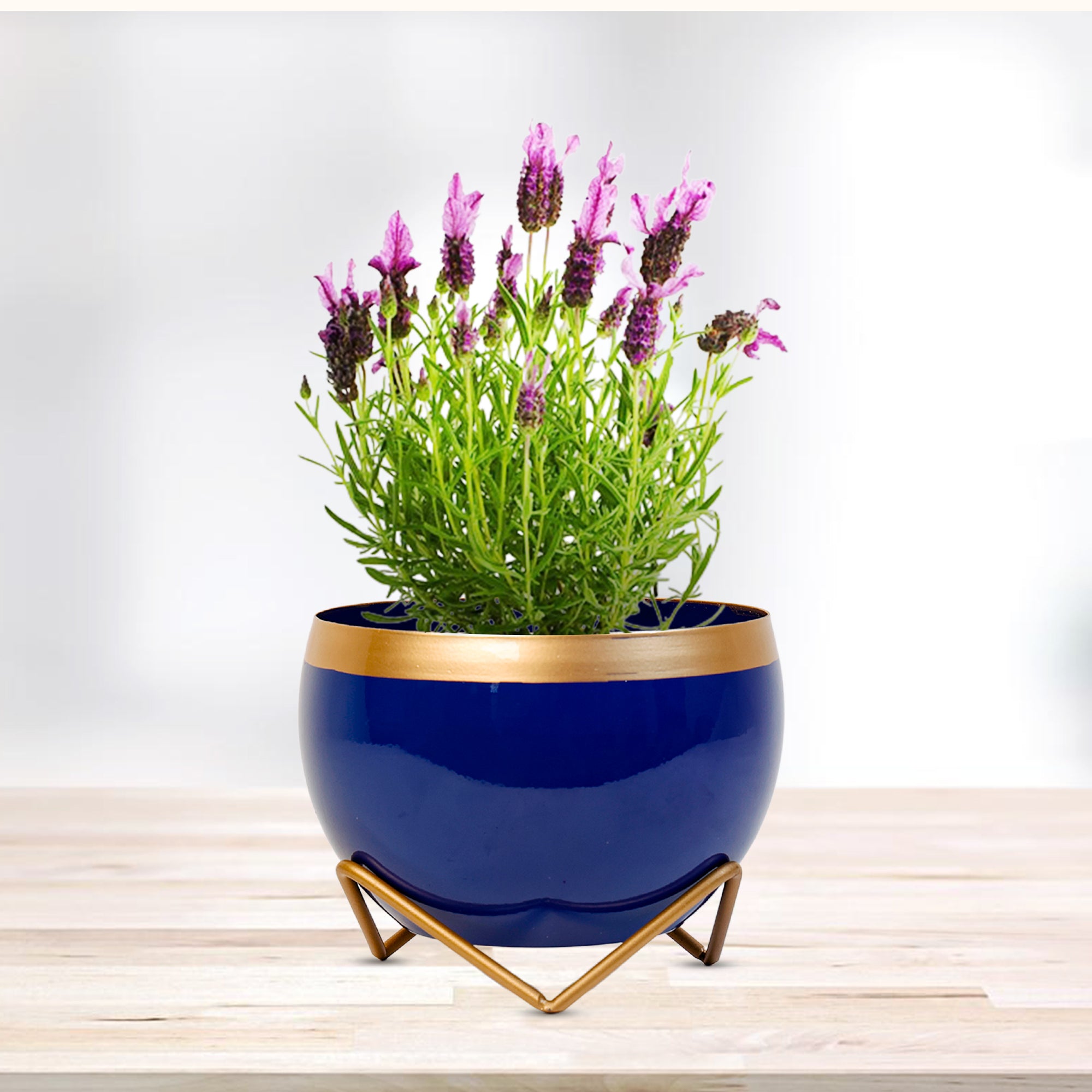 Indoor Metal decor Vase/Planter- Blue & Gold