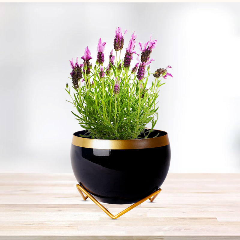 REVA*  Home Décor Vase with Stand I Flower Pot / Indoor Plant Vase I DeskTOP / BedRoom Corner Table / Home Décor Centepiece / Living Room Décor  ShowPiece I 6'' I Metal BLACK-GOLD