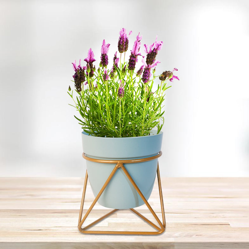 Home Décor Vase with Stand I Flower Pot / Indoor Plant Vase I DeskTOP / BedRoom Corner Table / Home Décor Centepiece / Living Room Décor  ShowPiece I 5'' I Metal LIGHT BLUE & GOLD