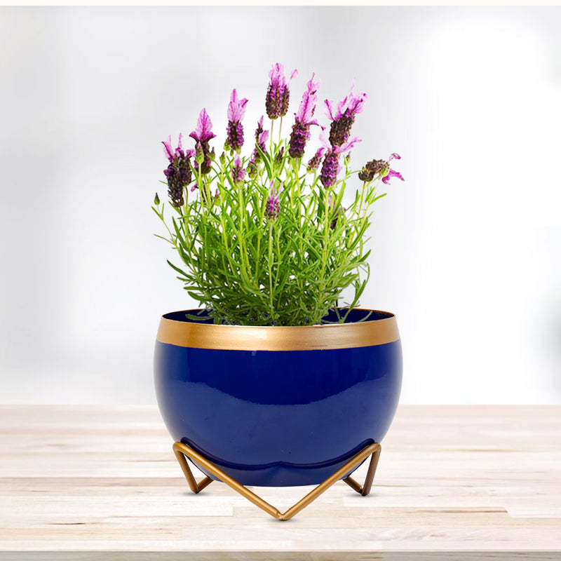 Home Décor Vase with Stand I Flower Pot / Indoor Plant Vase I DeskTOP / BedRoom Corner Table / Home Décor Centepiece / Living Room Décor  ShowPiece I 6'' I Metal BLUE-GOLD I SET OF 2