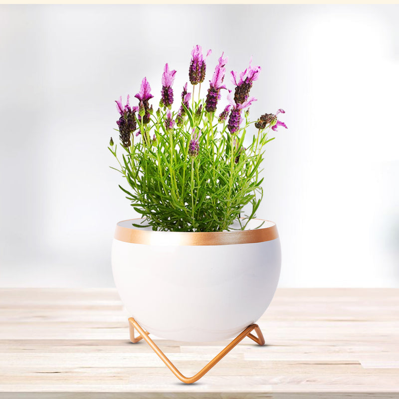 Home Décor Vase with Stand I Flower Pot / Indoor Plant Vase I DeskTOP / BedRoom Corner Table / Home Décor Centepiece / Living Room Décor  ShowPiece I 6'' I Metal WHITE-GOLD I SET OF 2
