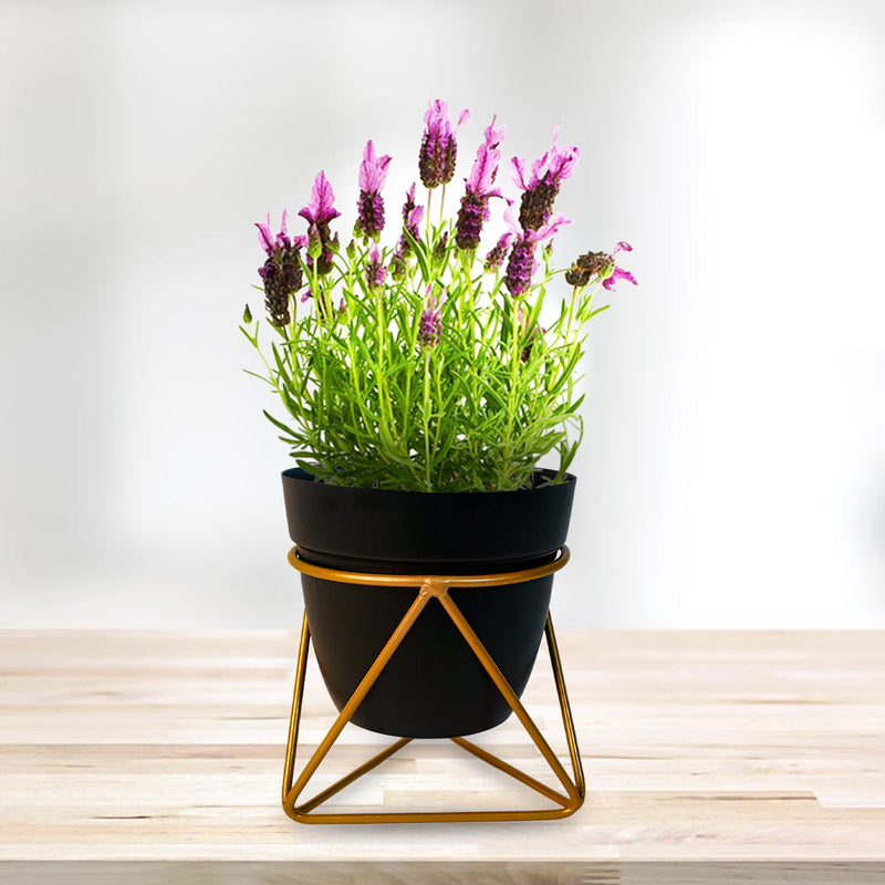 REVA*  Home Décor Vase with Stand I Flower Pot / Indoor Plant Vase I DeskTOP / BedRoom Corner Table / Home Décor Centepiece / Living Room Décor  ShowPiece I 5'' I Metal BLACK &GOLD